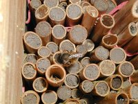 Murarka zaklejająca gliną wejście do gniazda